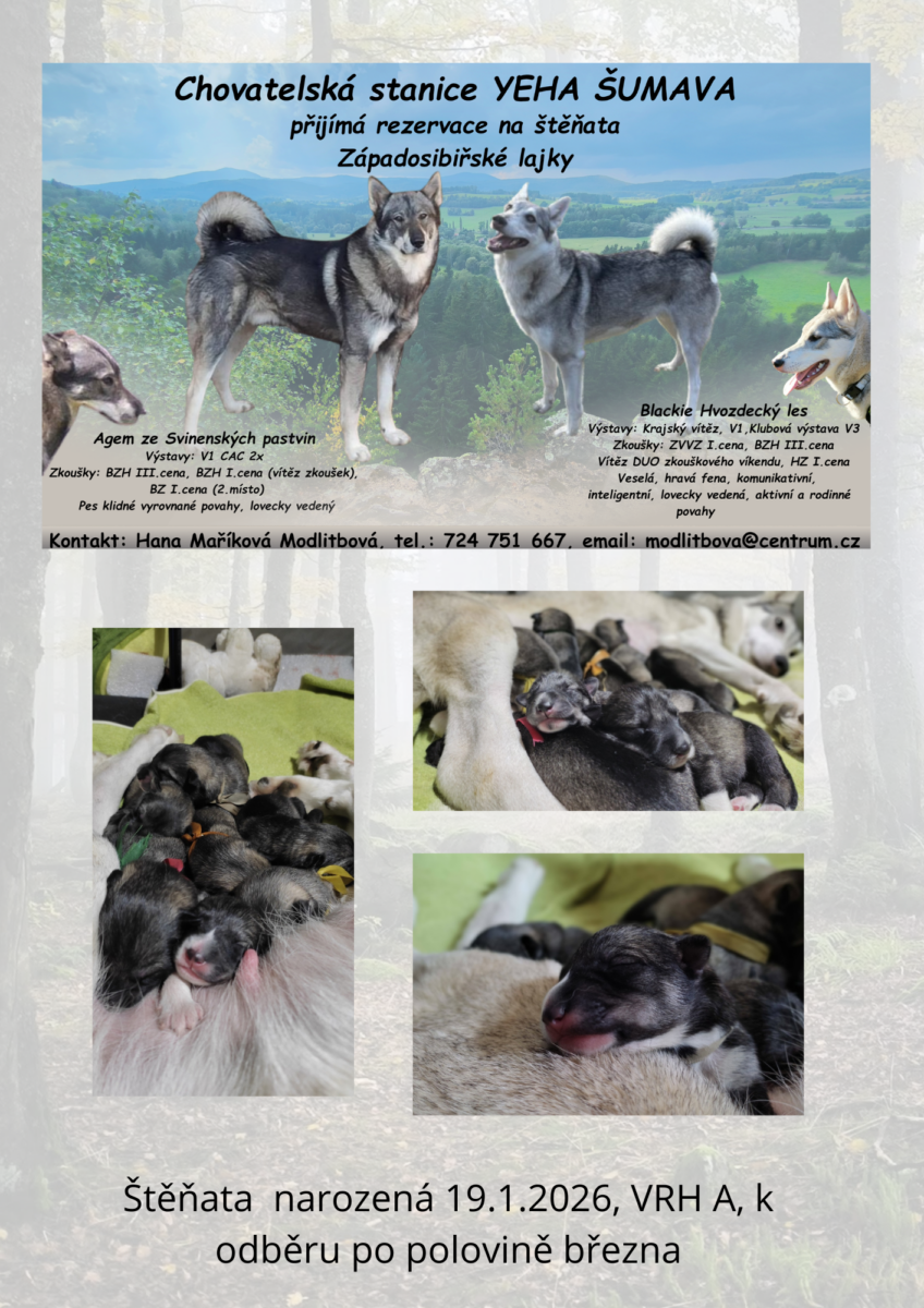 Štěňata Západosibiřské Lajky